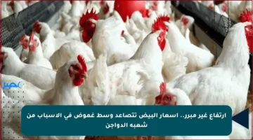 ارتفاع غير مبرر.. أسعار البيض تتصاعد وسط غموض في الأسباب من شعبة الدواجن